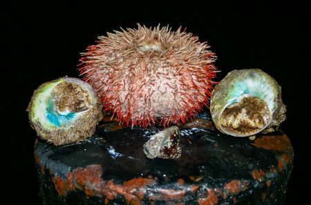 Téléchargez les photos : Oursin et gastéropode Trochus de la mer Rouge, Égypte - en image libre de droit