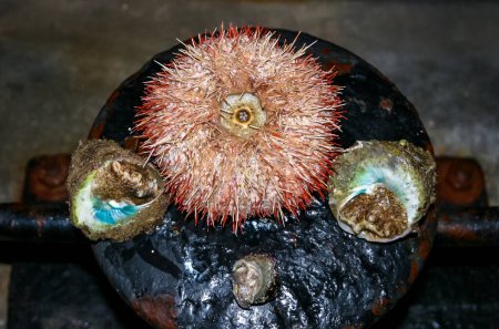 Photo for Sea urchin and Trochus gastropod from the Red Sea, Egypt - Royalty Free Image