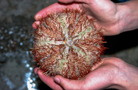 Photo for Sea urchin from the Red Sea, Egypt - Royalty Free Image