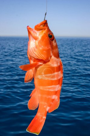 Téléchargez les photos : Epinephelus sp. - Un poisson pêché dans la mer Rouge est suspendu à une ligne de pêche sur fond de mer, Mer Rouge, Egypte - en image libre de droit