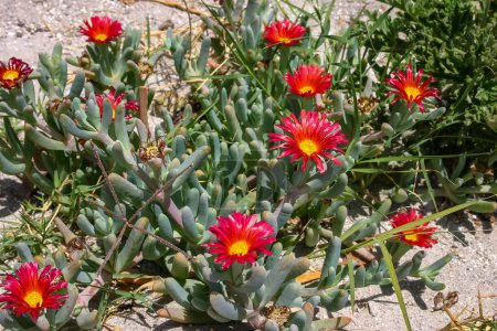 Téléchargez les photos : Malephora crocea - plantes succulentes à fleurs en pleine terre sur le territoire d'un hôtel à Hurghada, Egypte - en image libre de droit