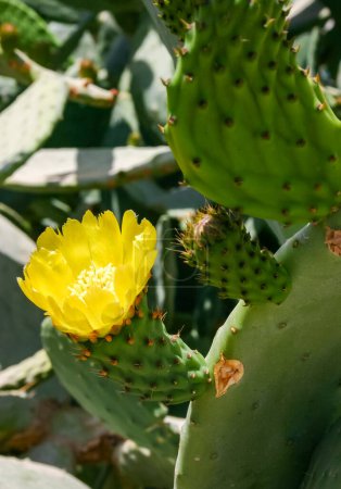 Téléchargez les photos : Fleur de cactus de poire piquante jaune dans la cour d'un hôtel au bord de la mer Rouge, Égypte - en image libre de droit
