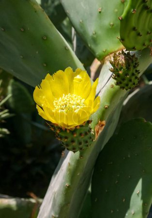 Téléchargez les photos : Fleur de cactus de poire piquante jaune dans la cour d'un hôtel au bord de la mer Rouge, Égypte - en image libre de droit