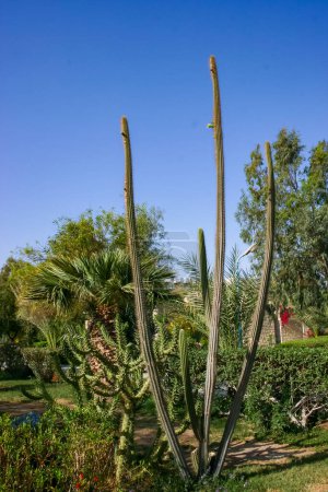 Téléchargez les photos : Cactus en fleurs et diverses plantes tropicales à l'intérieur d'un jardin d'hôtel à Hurghada, en Egypte - en image libre de droit