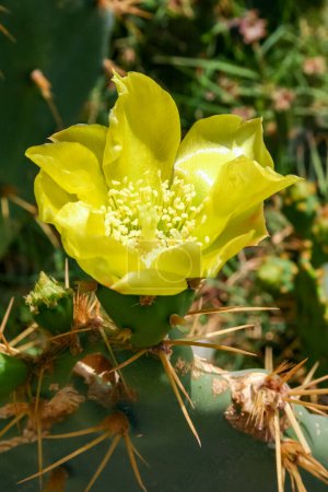 Téléchargez les photos : Cactus de poire piquante jaune Opuntia sp. fleur dans la cour d'un hôtel sur les rives de la mer Rouge, Egypte - en image libre de droit