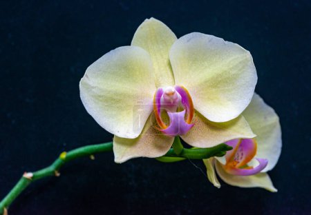 Orchidée Phalaenopsis fleurie dans la collection, Odessa
