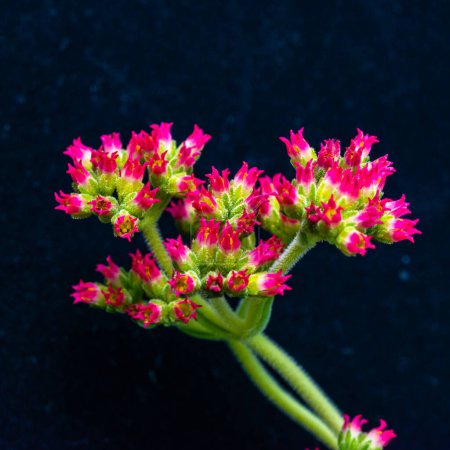 Photo for Crassula sp. - inflorescence with red small flowers succulent plant with thick succulent leaves - Royalty Free Image