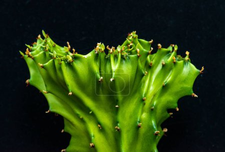 Euphorbia lactea Cristata Form, Sukkulente aus der Sammlung, Nahaufnahme 