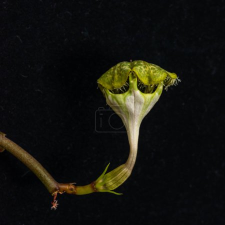 Téléchargez les photos : La fleur originale de la Ceropegia sp. plante dans la collection botanique - en image libre de droit