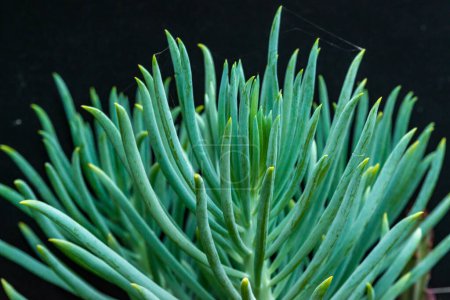 Photo for Senecio vitalis - succulent plant with thick succulent leaves - Royalty Free Image