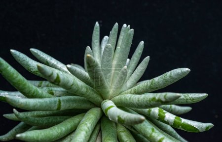 Senecio scaposus - saftige Pflanze mit dicken, saftigen Blättern