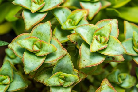 Photo for (Crassula perforata, Crassulaceae) succulent plant with succulent leaves - Royalty Free Image