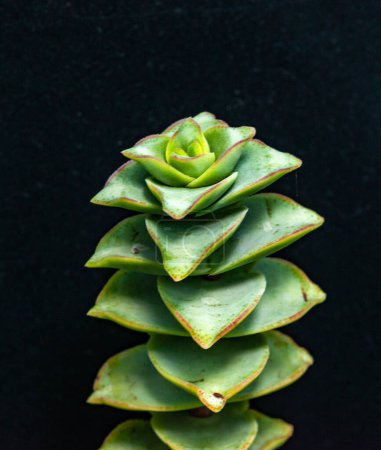 Photo for (Crassula perforata, Crassulaceae) succulent plant with succulent leaves - Royalty Free Image