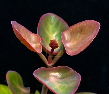 Photo for Kalanchoe nyikae (family Crassulaceae) - succulent plant with thick succulent leaves - Royalty Free Image