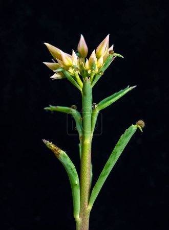 Kalanchoe sp. - inflorescence of a succulent plant on a black background