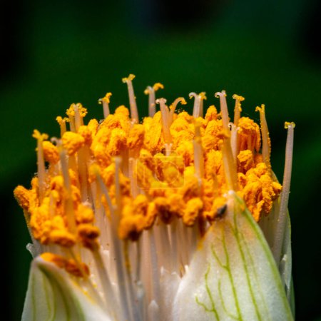 Haemanthus albiflos - Blütenknospe mit leuchtend gelben Staubgefäßen