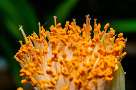 Haemanthus albiflos - Blütenknospe mit leuchtend gelben Staubgefäßen