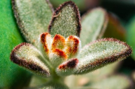 Kalanchoe tomentosa - succulent plant with thick succulent leaves