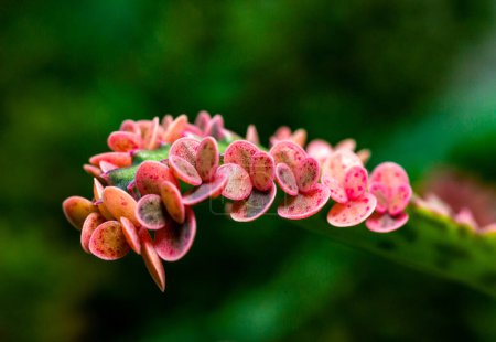 Photo for Leaf of the succulent plant Kalanchoe Pink Butterflies with small growths on the edge of the leaf in the collection, close-up - Royalty Free Image