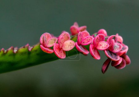 Blatt der Sukkulente Kalanchoe Rosa Schmetterlinge mit kleinen Wucherungen am Blattrand in der Sammlung, Nahaufnahme