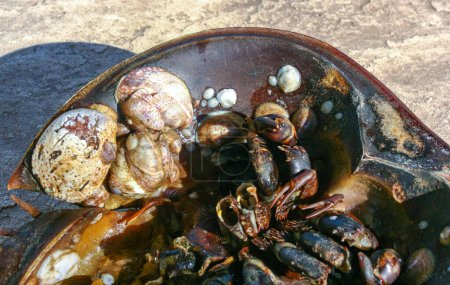 Mollusques attachés à la coquille d'un crabe en fer à cheval et échoués par une tempête sur le rivage sablonneux d'une plage près de Brighton Beach, États-Unis