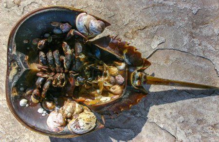Mollusques attachés à la coquille d'un crabe en fer à cheval et échoués par une tempête sur le rivage sablonneux d'une plage près de Brighton Beach, États-Unis