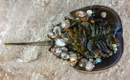 Téléchargez les photos : Mollusques attachés à la coquille d'un crabe en fer à cheval et échoués par une tempête sur le rivage sablonneux d'une plage près de Brighton Beach, États-Unis - en image libre de droit