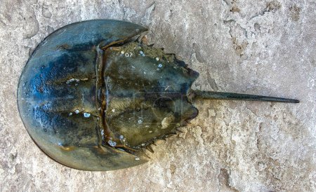 Téléchargez les photos : La femelle crabe fer à cheval (Limulus polyphemus), Un animal échoué par une tempête sur une plage de sable fin à Brighton Beach, New York, USA - en image libre de droit