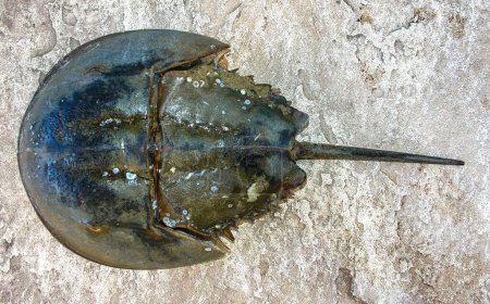 The female horseshoe crab (Limulus polyphemus), An animal washed up by a storm on a sandy beach in Brighton Beach, New York, USA