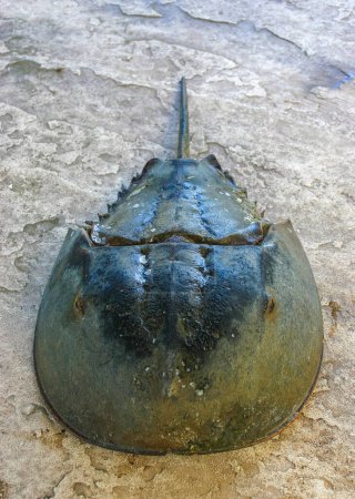The female horseshoe crab (Limulus polyphemus), An animal washed up by a storm on a sandy beach in Brighton Beach, New York, USA