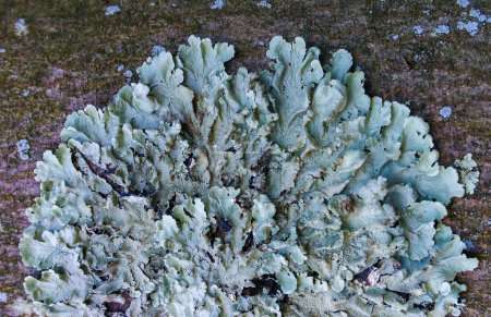 Lichen - it symbiosis fungus and algae that live in the most extreme conditions
