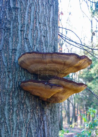Parasitic fungi Tinder fungus on a tree trunk in the autumn forest, Princeton County, USA