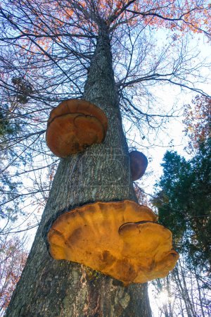Hongos parásitos Hongos yesca en un tronco de árbol en el bosque de otoño, Condado de Princeton, EE.UU.