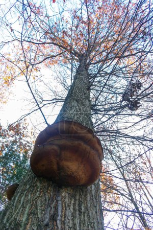Parasitäre Pilze Tinder Pilz auf einem Baumstamm im Herbst Wald, Princeton County, USA