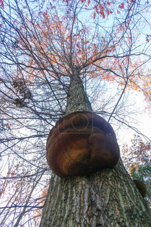 Parasitäre Pilze Tinder Pilz auf einem Baumstamm im Herbst Wald, Princeton County, USA
