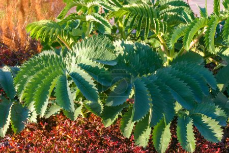 Beautiful plants (Melianthus major) in the design and decoration of Manhattan Park, USA