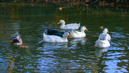 Photo for Different breeds of ducks swim in the lake in the Pete Sensi Park, NJ, USA - Royalty Free Image