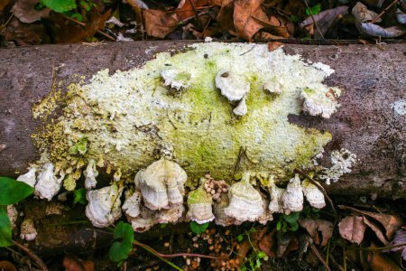 Trichaptum biforme - communément appelé champignon à poils violets, dent pourpre, New Jersey, États-Unis