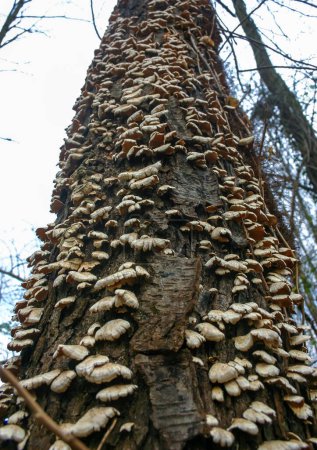 Trichaptum biforme - commonly known as the violet-pored bracket fungus, purple tooth, New Jersey, USA