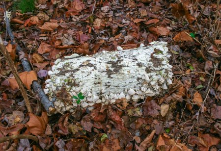 Champignon saprophyte destructeur d'arbres (Trichaptum biforme), communément appelé champignon de la parenthèse à poils violets, dent pourpre, New Jersey, États-Unis