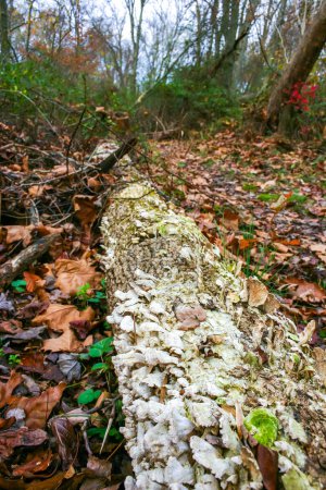 Hongos saprofitos destructores de árboles (Trichaptum biforme), comúnmente conocido como hongo de soporte de poro violeta, diente púrpura, Nueva Jersey, EE.UU.