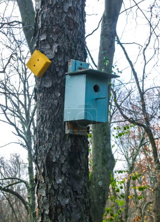 Vogelhaus (Vogelhaus) auf einem alten Baum im Wald in einem Vorort von New Jersey, USA