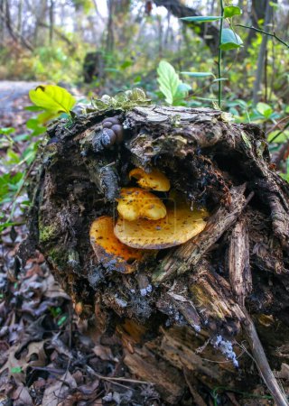 Yellow tree mushrooms on a rotten tree in a forest in suburban New Jersey, USA
