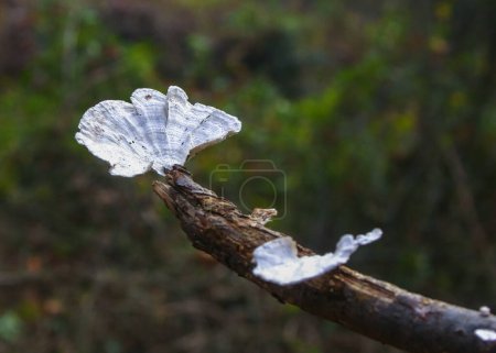 Photo for Wood saprophytic fungi on old rotting branches in a forest in the suburbs of New Jersey in the fall, USA - Royalty Free Image
