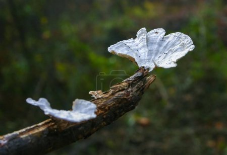 Hongos saprofitos de madera en viejas ramas podridas en un bosque en los suburbios de Nueva Jersey en el otoño, EE.UU.