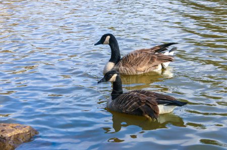 Canadian geese (Branta canadensis) on the lake. Wild geese swim  in the Pete Sensi Park, NJ, USA