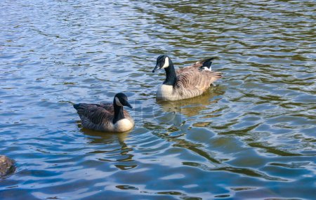 Canadian geese (Branta canadensis) on the lake. Wild geese swim  in the Pete Sensi Park, NJ, USA