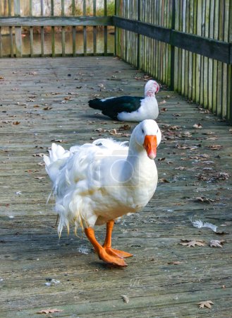 A large white goose with a red beak is walking along a wooden pier in the Pete Sensi Park, NJ, USA