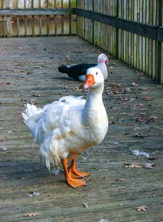 A large white goose with a red beak is walking along a wooden pier in the Pete Sensi Park, NJ, USA