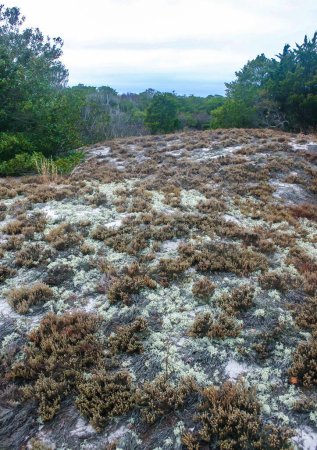 Végétation tolérante aux lichens et aux sels et à la sécheresse parsemée de sable sur les dunes de sable le long de la côte atlantique dans le parc d'État d'Island Beach, NJ